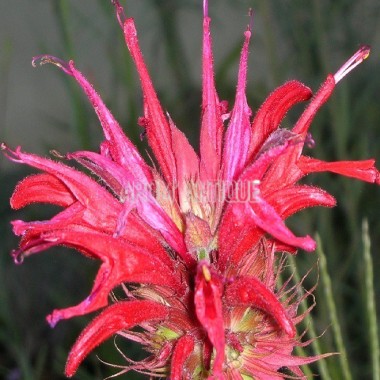 Monarde didyma Bio