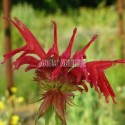 Monarde didyma