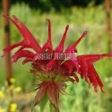 Monarde didyma en gros plan, en fleurs.