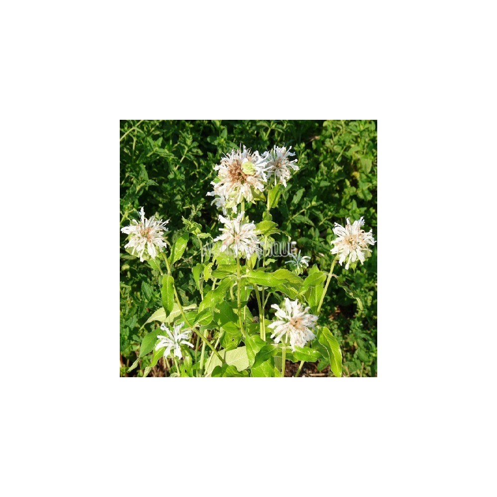 Monarde blanche en fleurs