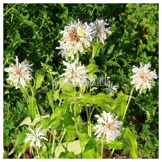 Monarde blanche en fleurs