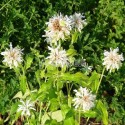 Monarde blanche en fleurs