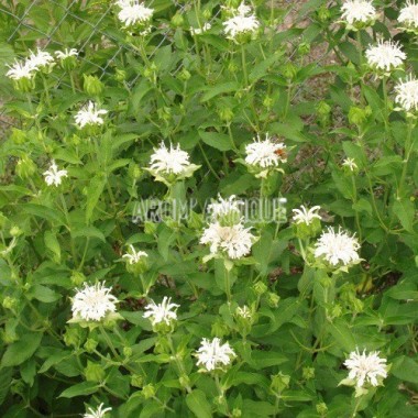 Monarde blanche en fleurs 2