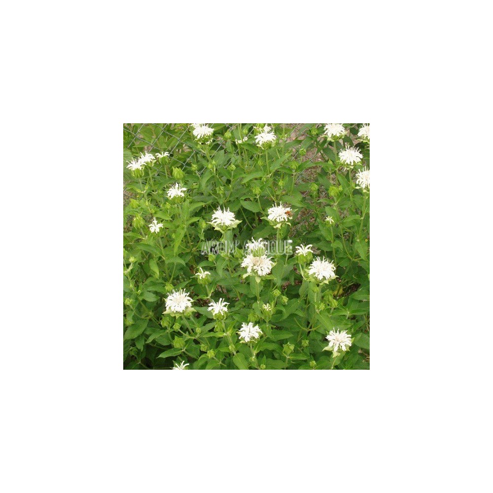 Monarde blanche