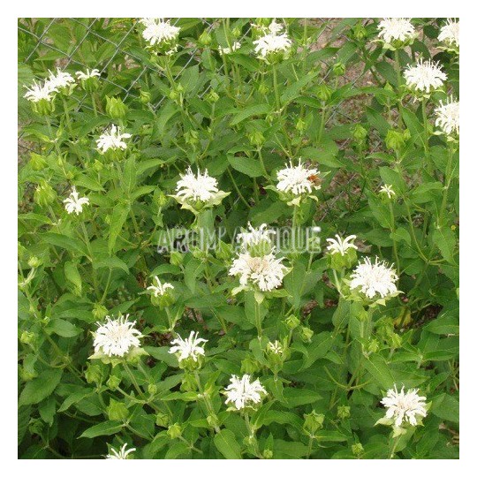 Monarde blanche
