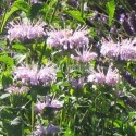 Monarde fistuleuse, floraison