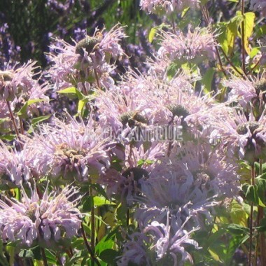 Monarde fistuleuse, floraison 2