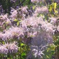 Monarde fistuleuse, belle floraison violacé-pâle