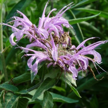 Monarde menthe Bio