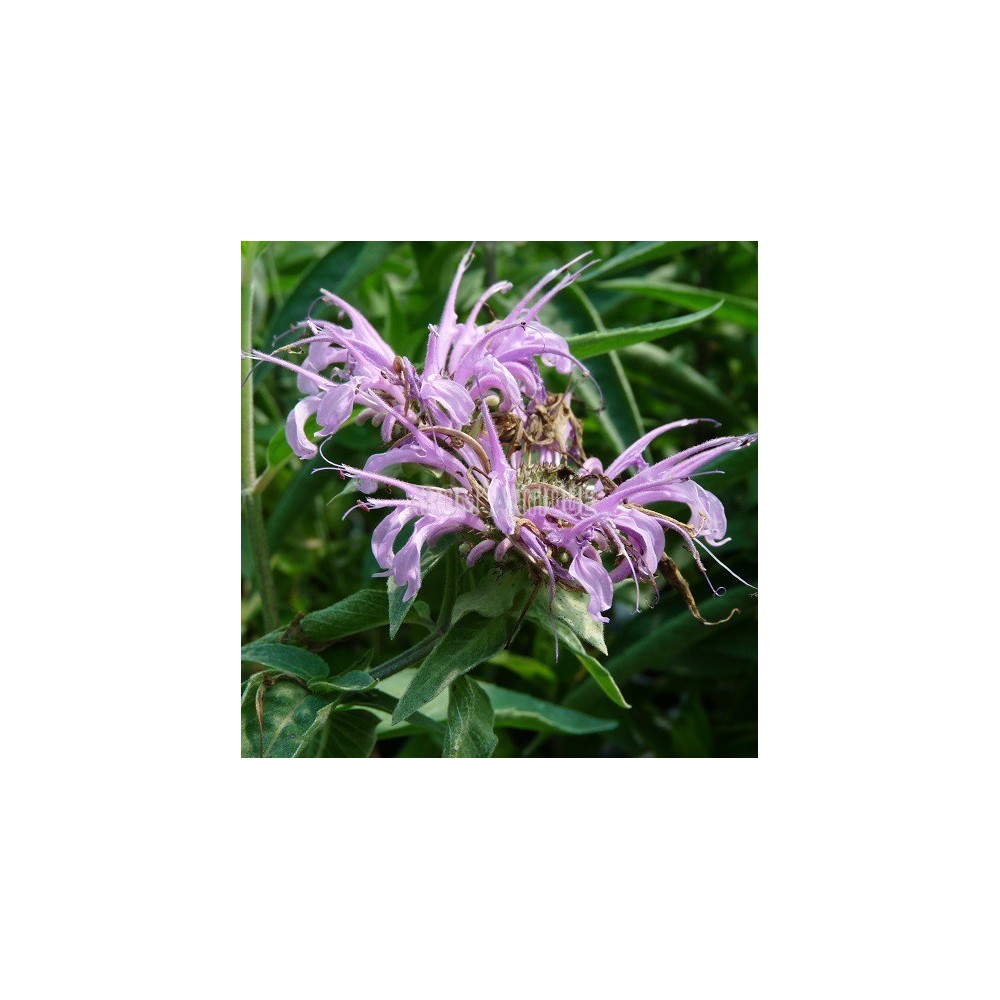 Monarde menthe