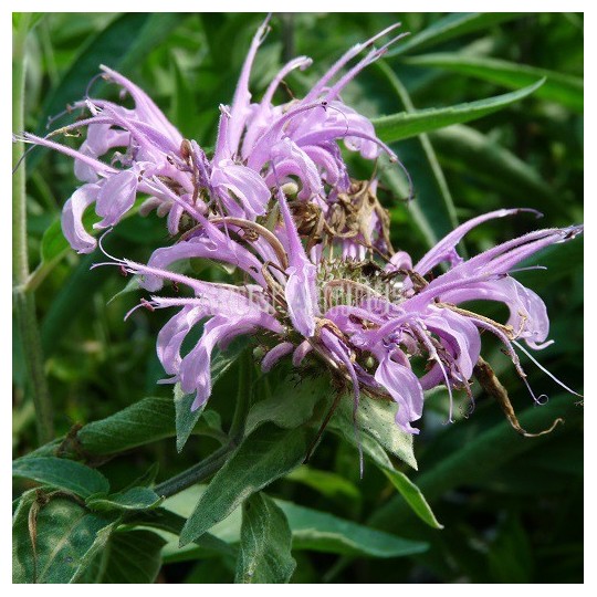 Monarde menthe