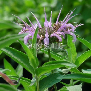 Monarde menthe 2