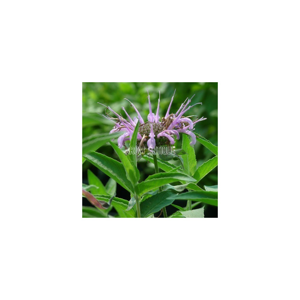 Monarde menthe