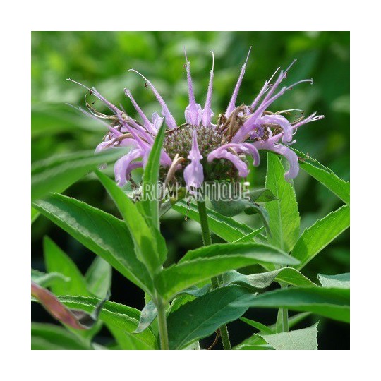 Monarde menthe