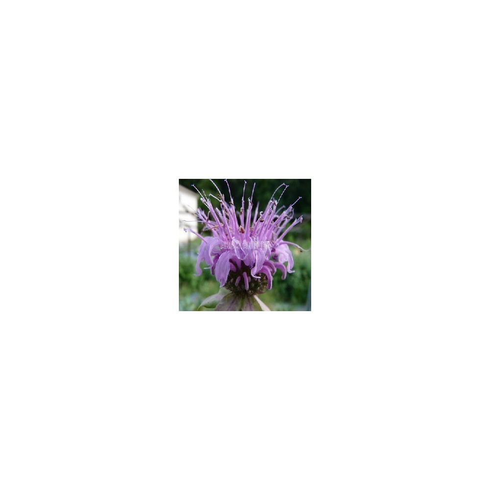 Monarde menthe