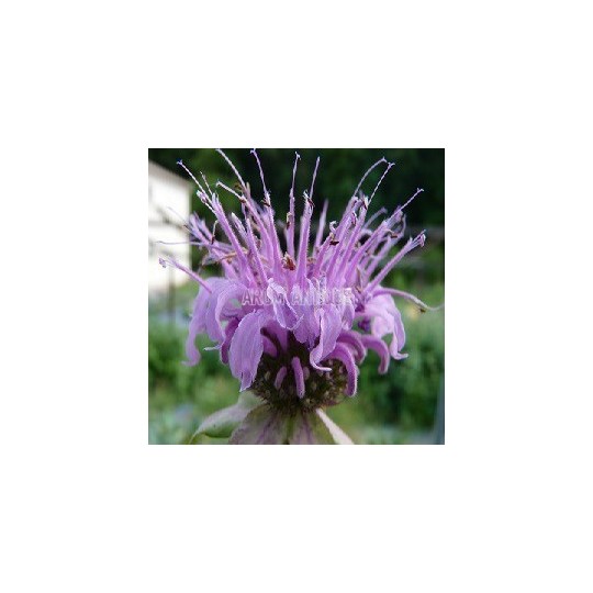 Monarde menthe
