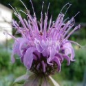 Monarde menthe