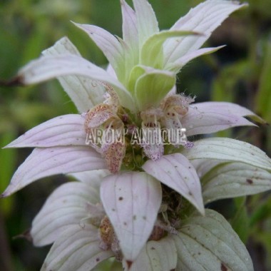 Monarde ponctuée 2