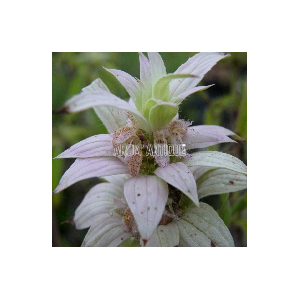 Monarde ponctuée