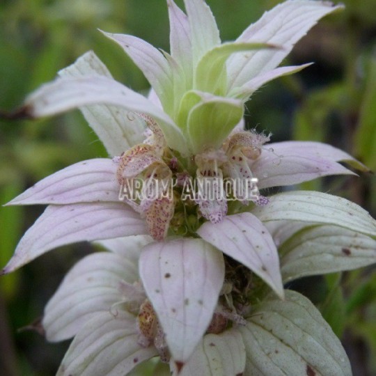 Monarde ponctuée