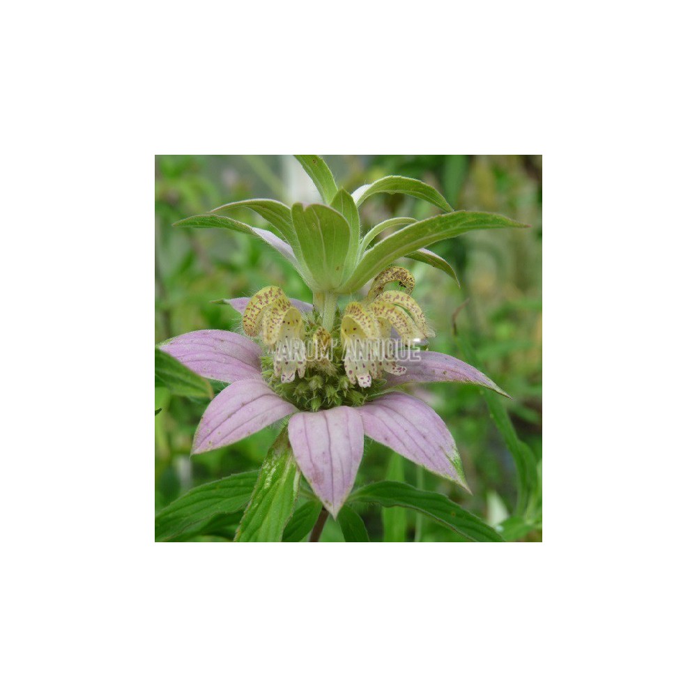 Monarde ponctuée