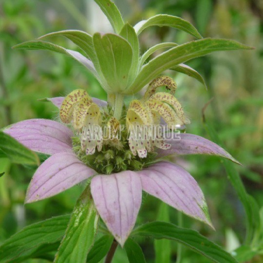 Monarde ponctuée