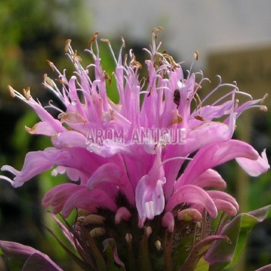 Monarde rose Bio