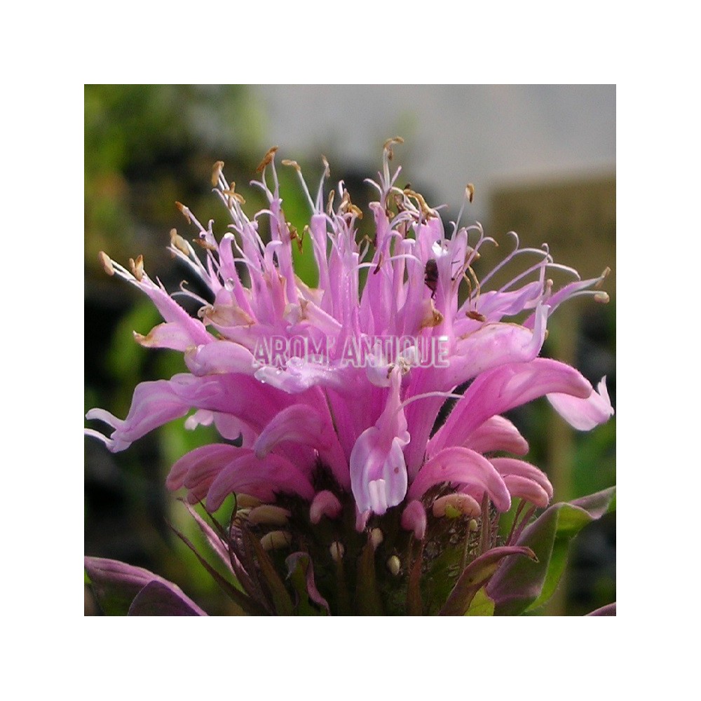 Monarde rose