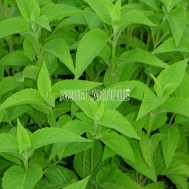 Monarde rose 2