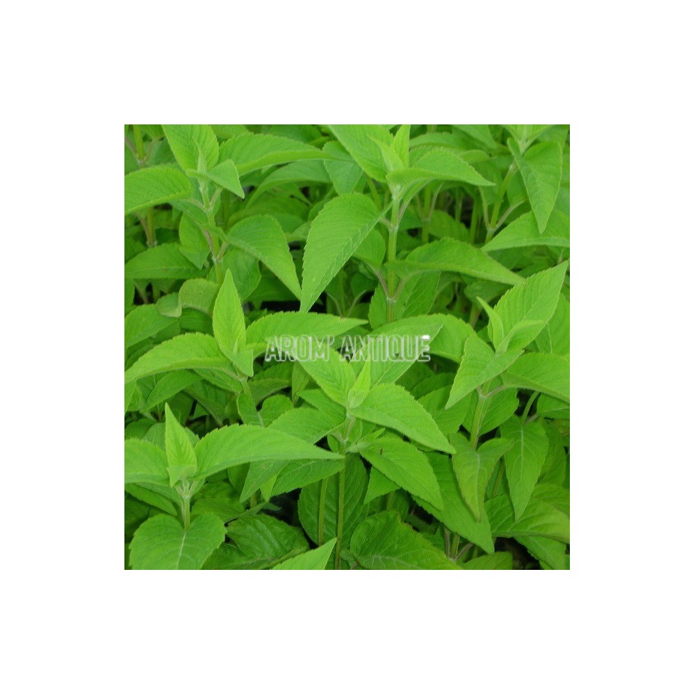 Monarde rose