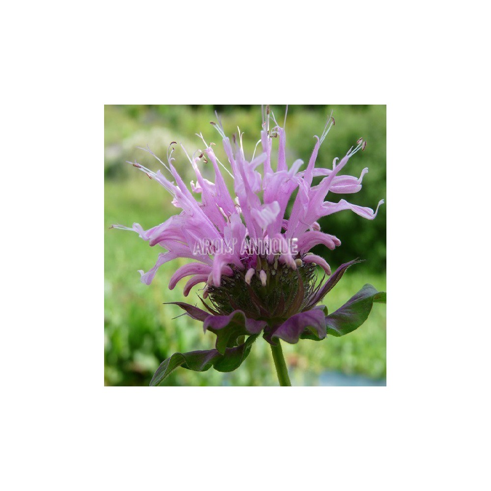Monarde rose