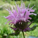 Monarde rose