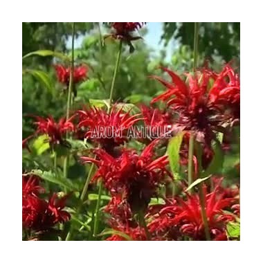 Monarde 'Jacob Cline' 2