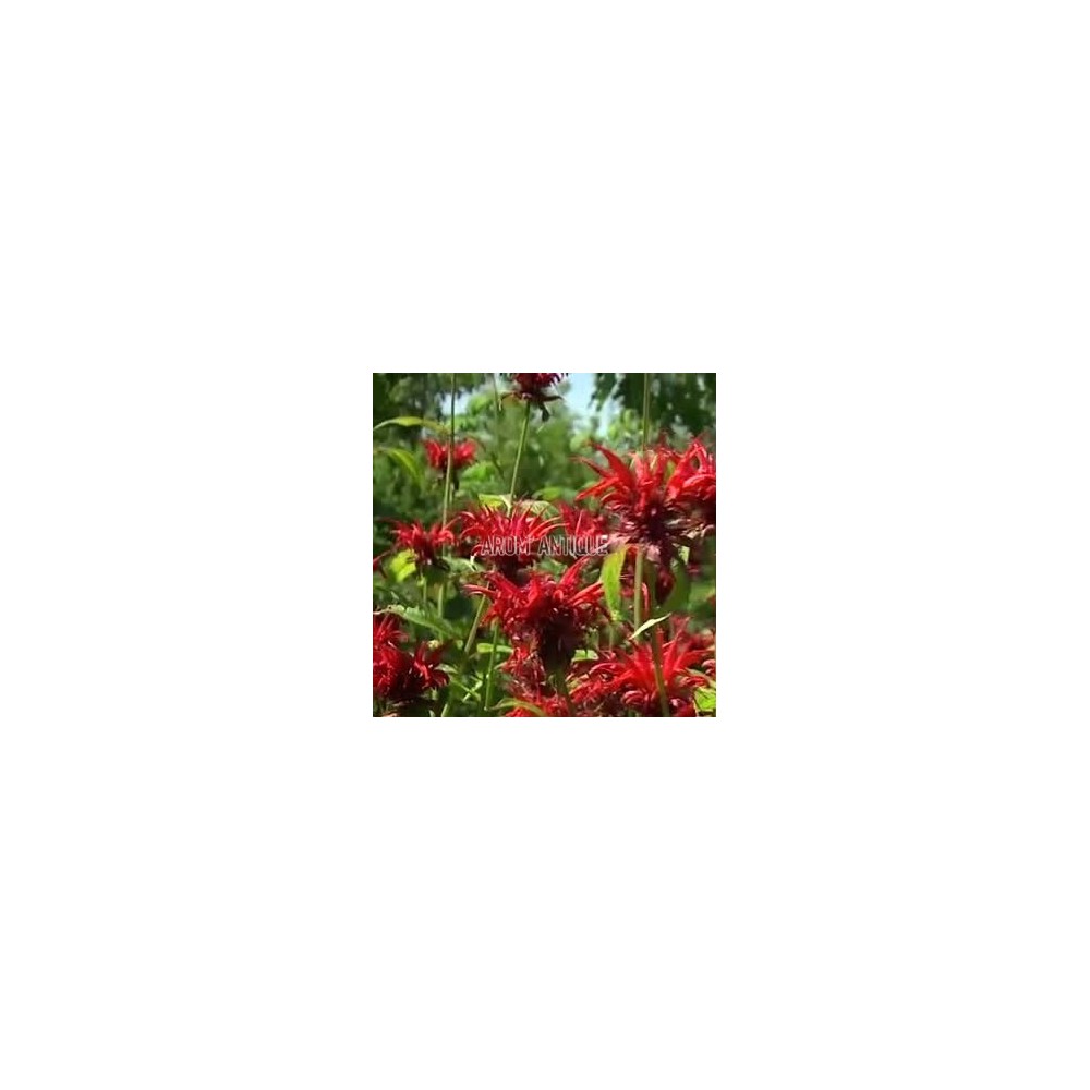 Monarde 'Jacob Cline'