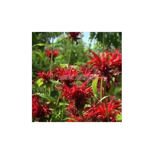 Monarde 'Jacob Cline'