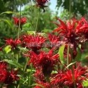 Monarde 'Jacob Cline'