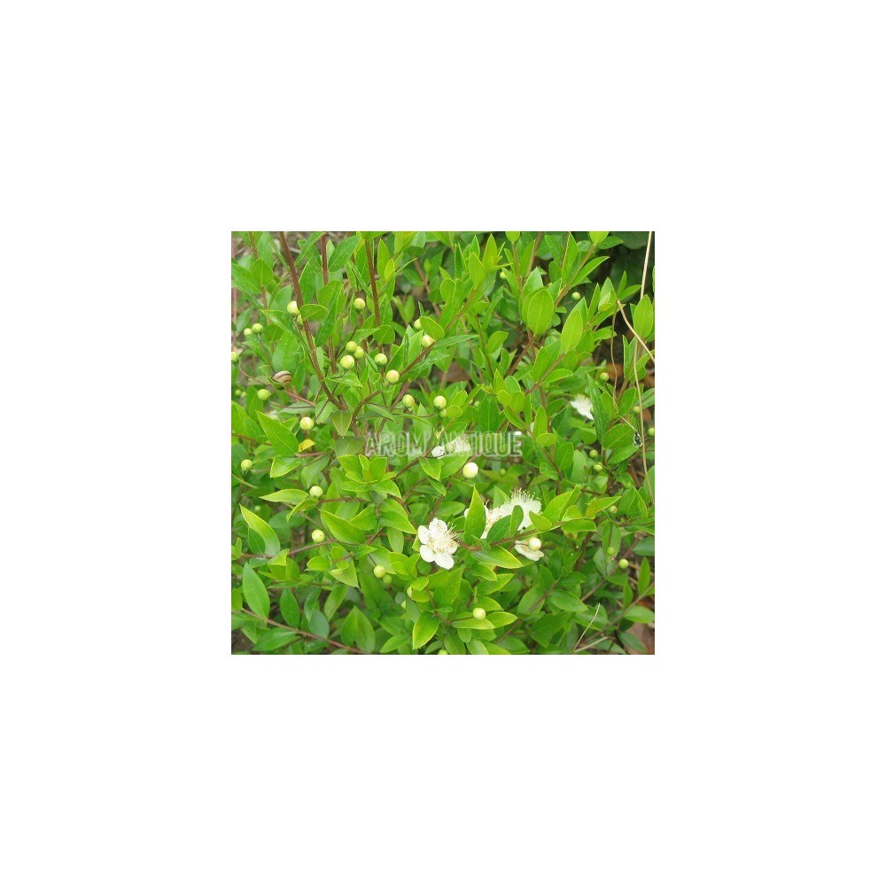 Myrte commune