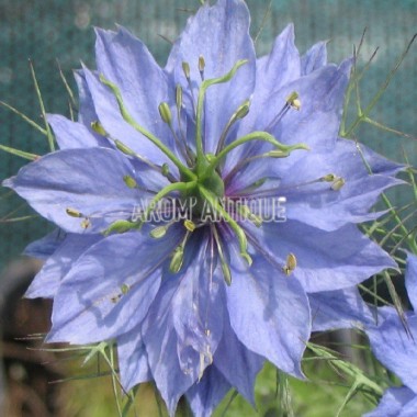 Nigelle de Damas, Nigella damascena. Arom'antique, aromatiques bio.