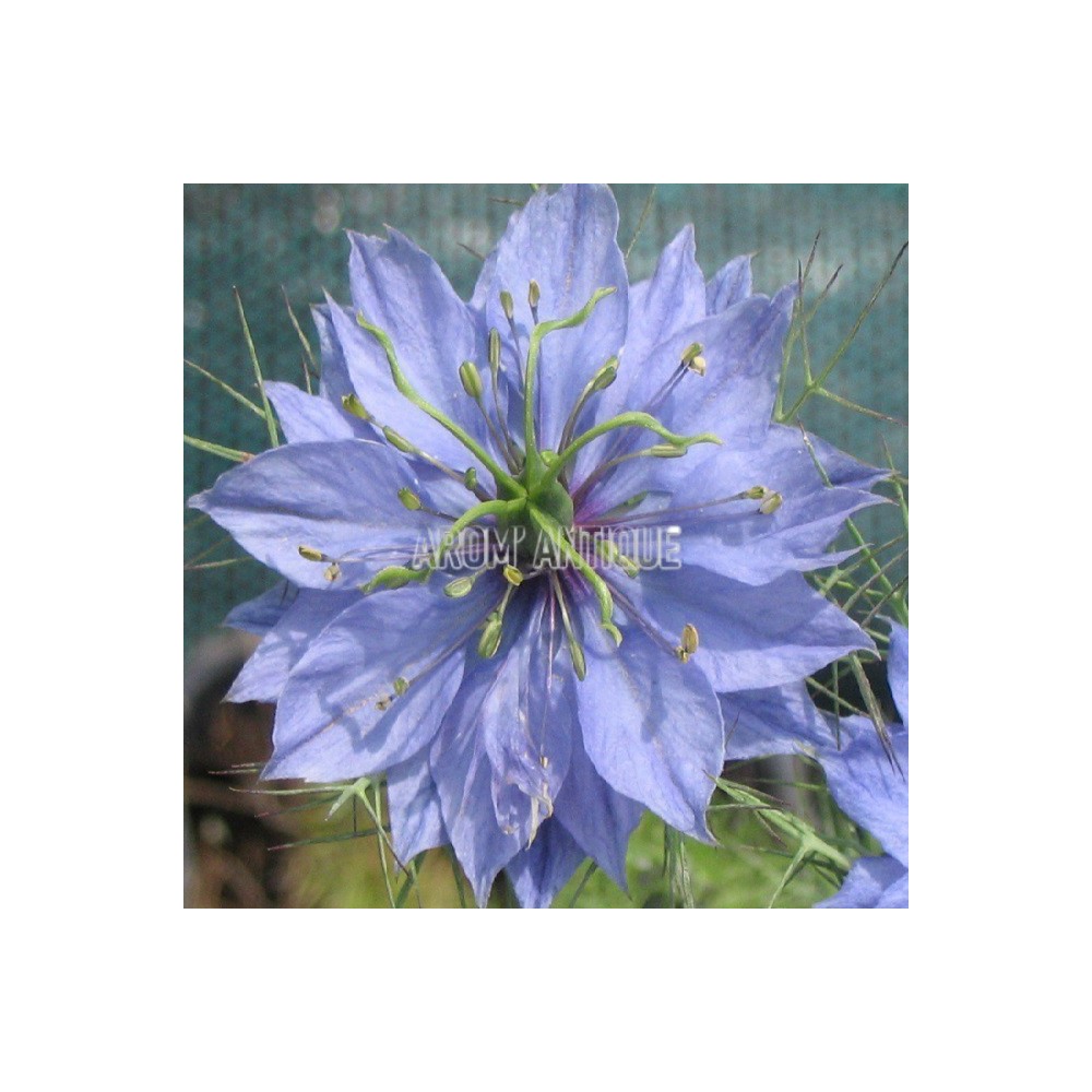 Nigelle de Damas