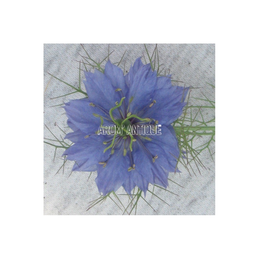 Nigelle de Damas