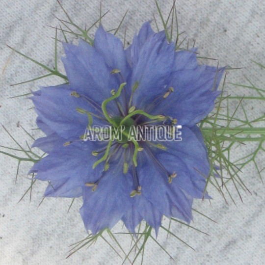 Nigelle de Damas