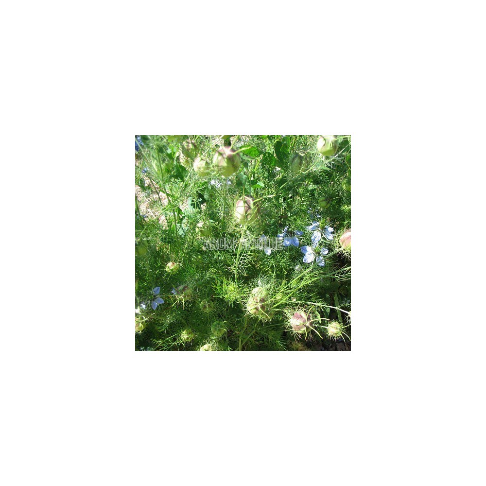 Nigelle de Damas