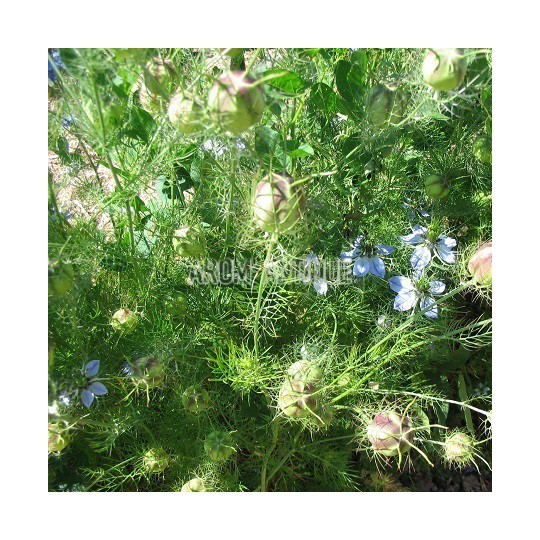Nigelle de Damas