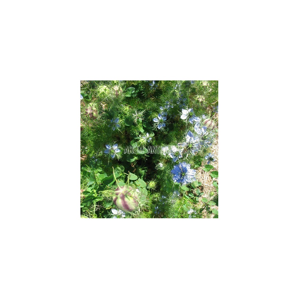 Nigelle de Damas