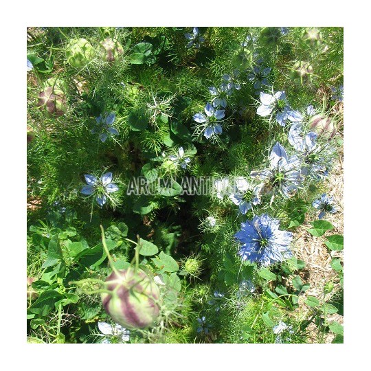 Nigelle de Damas