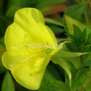 onagre,magie de l'onagre,éclosion,fiche,evening primrose,oenothera