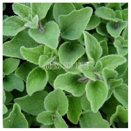 Origan 'Hot And Spicy'
