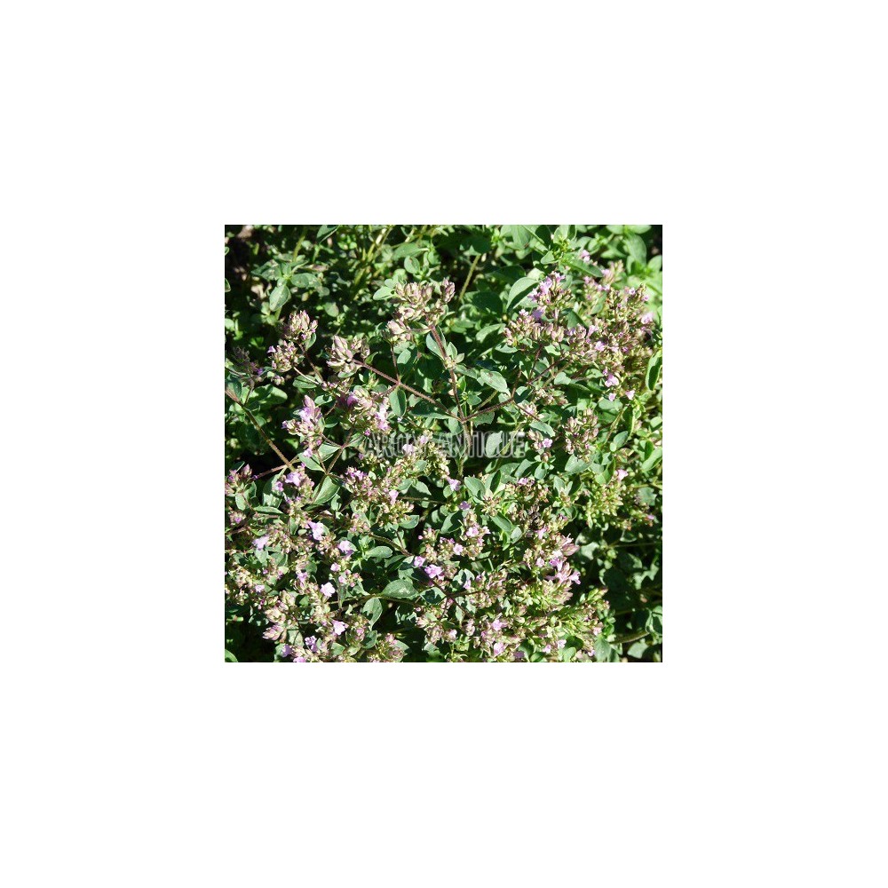 Origan laevigatum