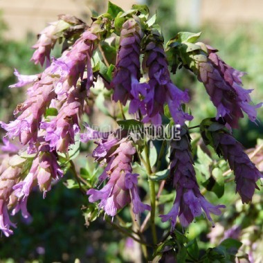 Origan 'Bristol Cross' 2