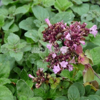 Origan Rosenkuppel 2